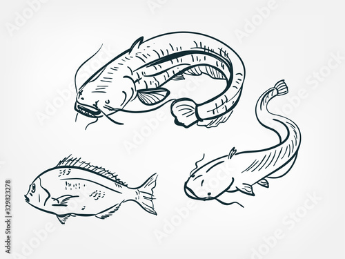 catfish sheatfish set collection japanese chinese oriental vector ink style design elements illustration