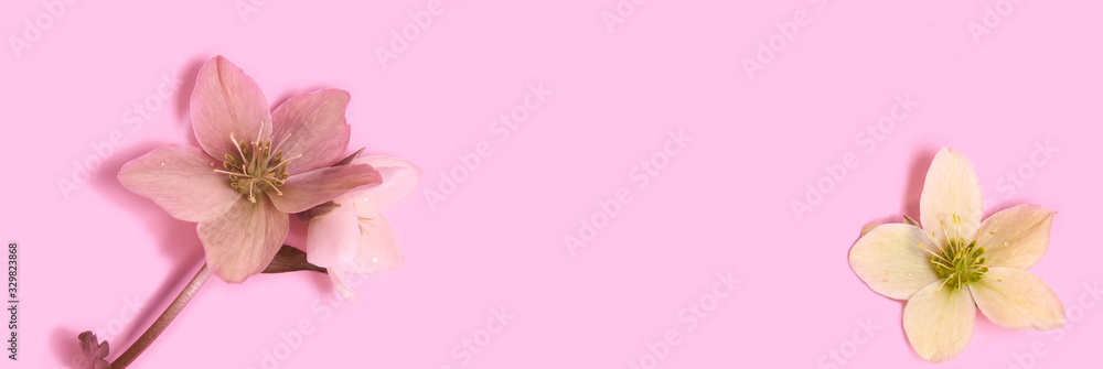 panoramic view of Seamless floral border with Hellebore flowers (Christmas rose) isolated. horizontal pattern on pink background. Beautiful greeting card. Holidays concept. Copy space, top view panoramic view of Seamless floral border with Hellebore flowers (Christmas rose) isolated. horizontal pattern on pink background. Beautiful greeting card. Holidays concept. Copy space, top view