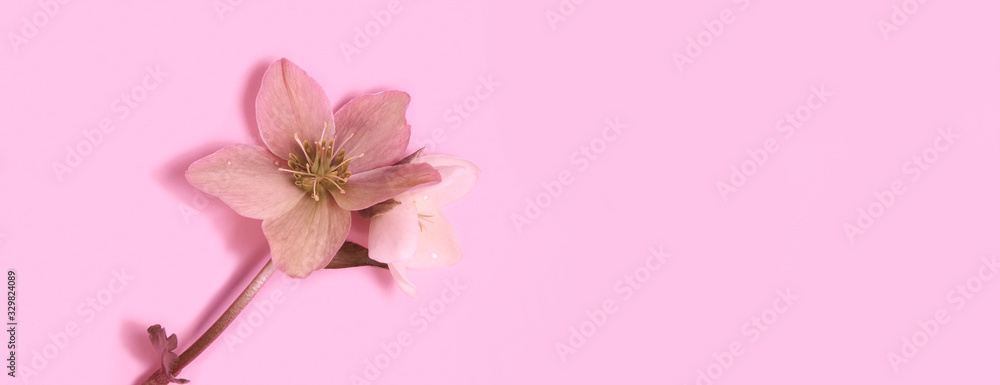 panoramic view of Seamless floral border with Hellebore flowers (Christmas rose) isolated. horizontal pattern on pink background. Beautiful greeting card. Holidays easter concept. Copy space, top view