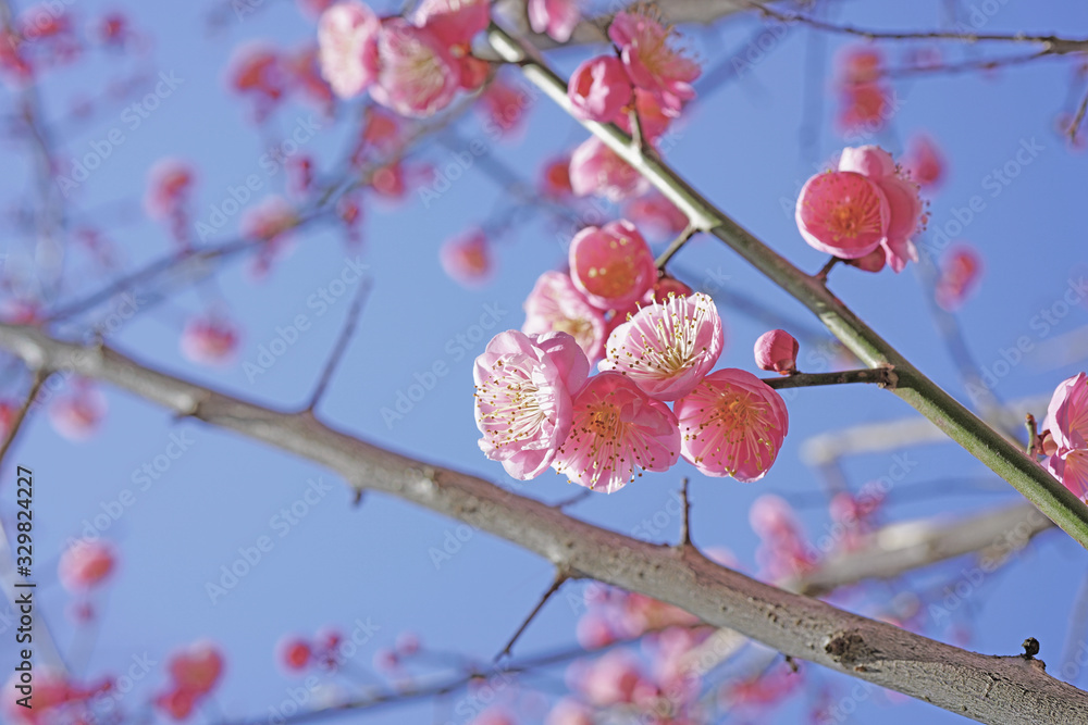 Pink flowers of the ume Japanese apricot tree Pink flowers of the ume Japanese apricot tree