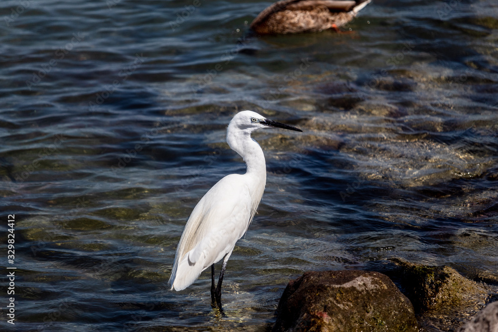 great blue heron in water great blue heron in water