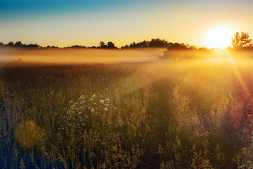Path in a foggy field with blooming different wildflowers in spring. The sun rising in the fog over the horizon. Beautiful landscape in the early summer morning.
