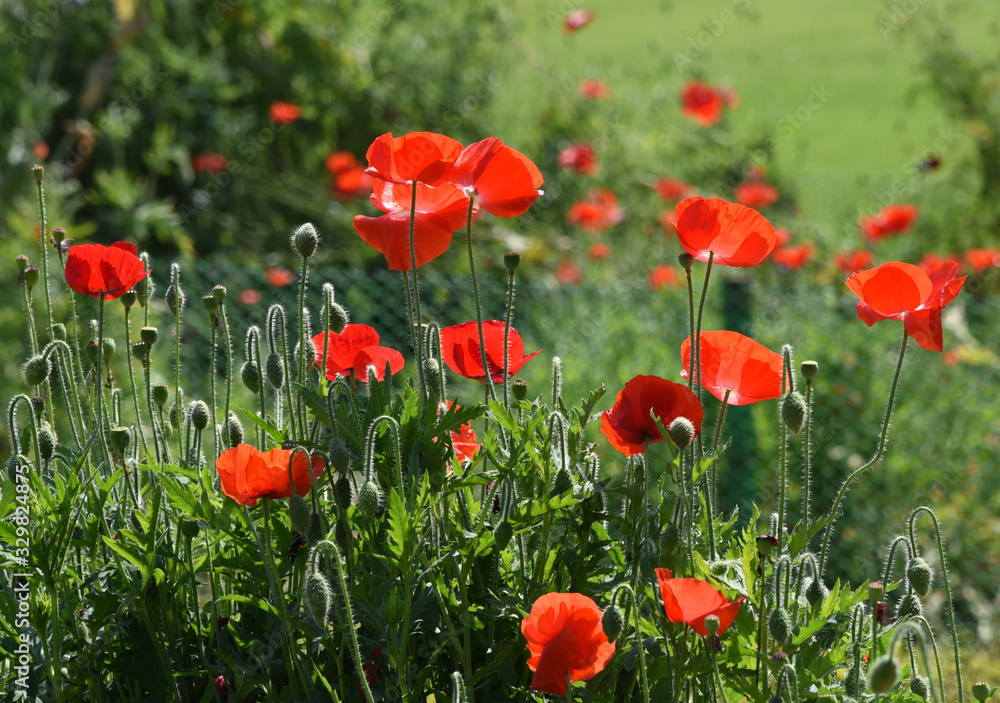 Fototapeta premium poppy field covered with red flowers. Opium cultivation is done for poppy seeds.
