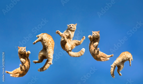 Fototapeta Naklejka Na Ścianę i Meble -  jumping cat shot on clear sky