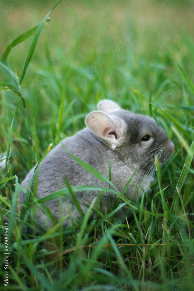 Little gray chinchilla walks on the street on green grass. Little gray chinchilla walks on the street on green grass.