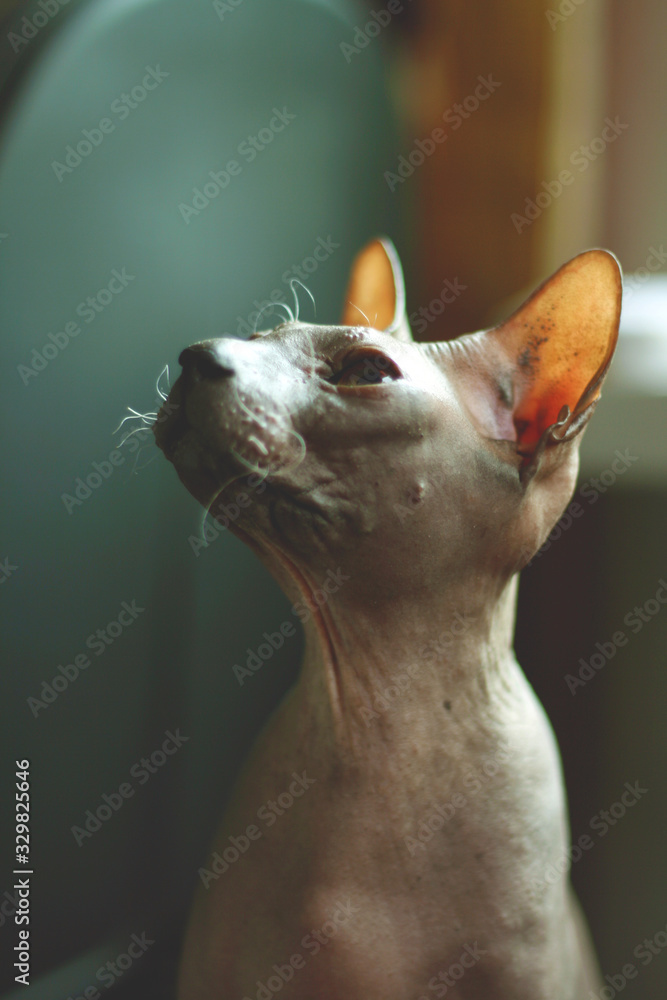 Portrait of a bald cat. Don Sphynx cat breed