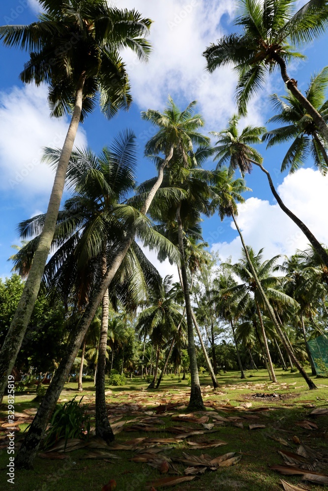 Fototapeta premium Palmeraie de La Digue, Seychelles