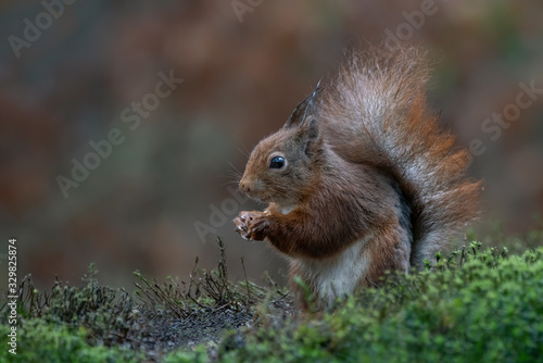 Eurasian red squirrel (Sciurus vulgaris) sitting on moss an eating a hazelnut in the forest of Noord Brabant in the  Netherlands. © Albert Beukhof