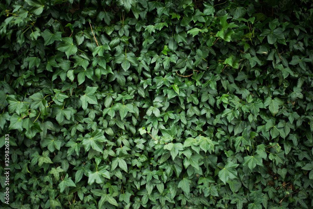 deep green leaves, hedge, green background deep green leaves, hedge, green background