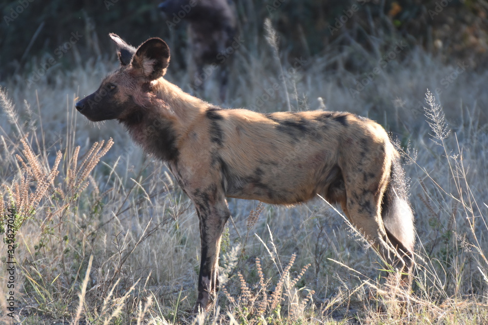 African wild dog in Chobe National Park, Botswana