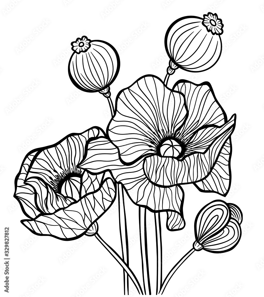 poppies flowers outline stroke coloring book illustration black and white  vector tattoo print nature grass Stock Vector | Adobe Stock