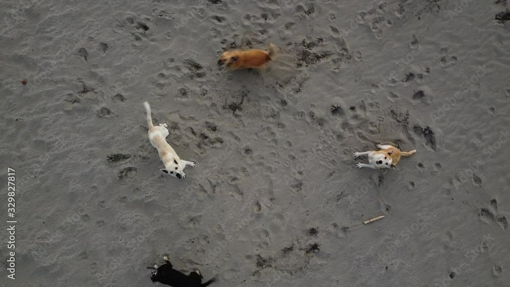 Stray dogs fighting drone on the beach Stray dogs fighting drone on the beach