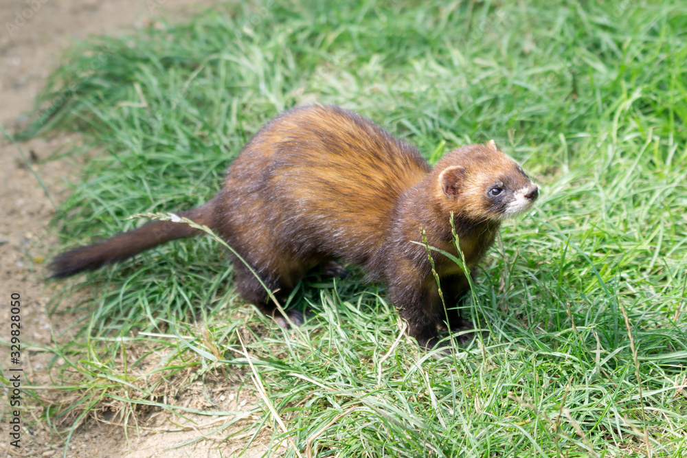 European Polecat (Mustela putorius) European Polecat (Mustela putorius)