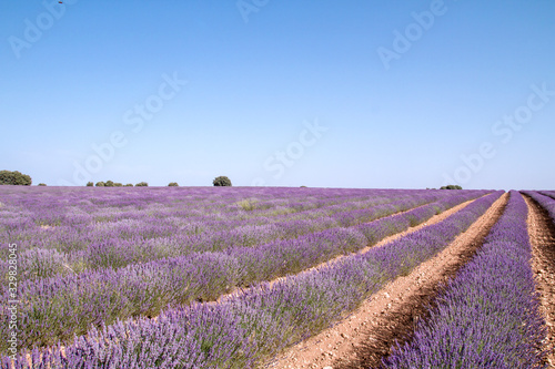 Purple lavender rows