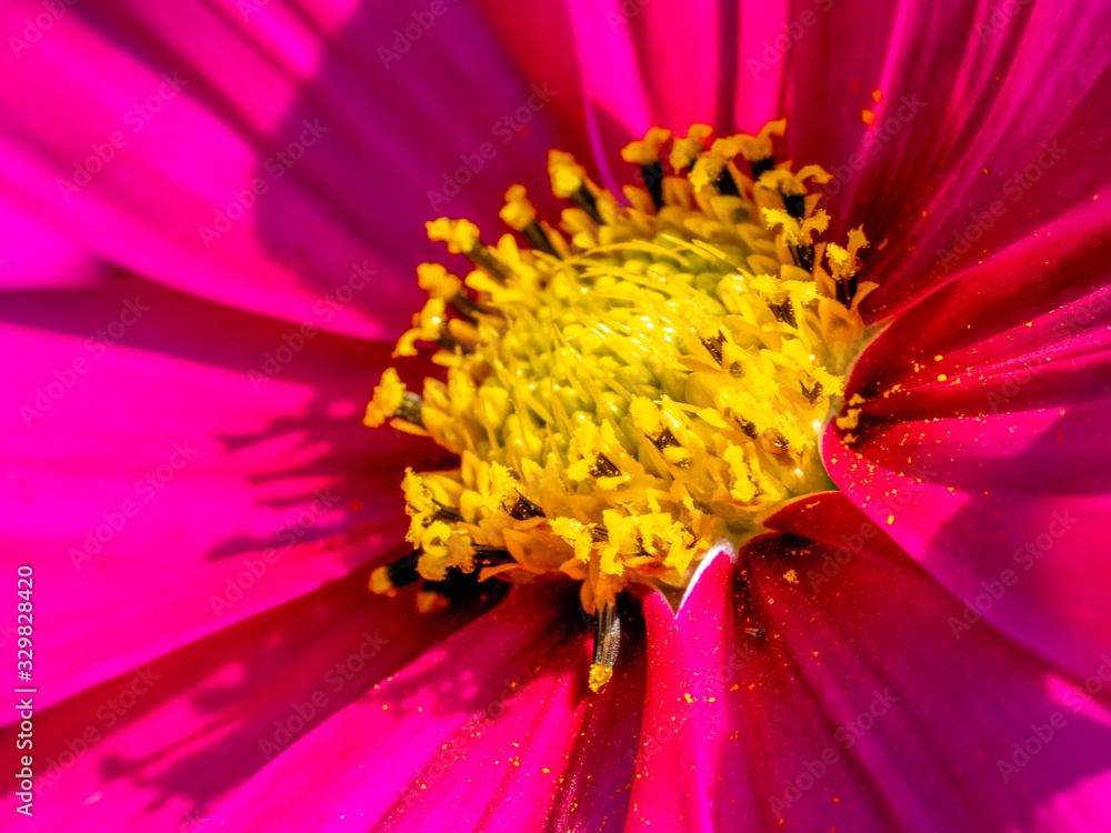 Close-up view of a pink and yellow Cosmos flower Close-up view of a pink and yellow Cosmos flower