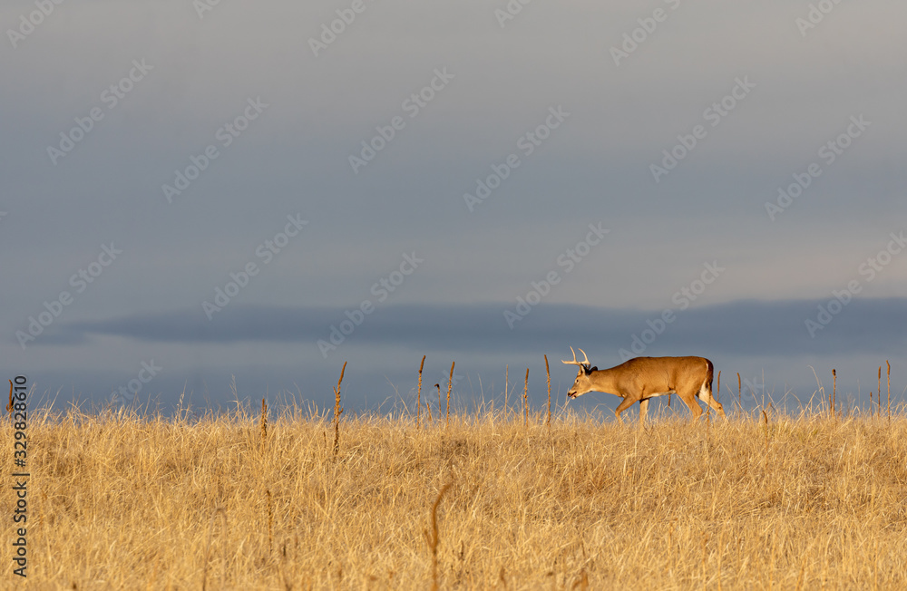 Naklejka premium Buck Whitetail Deer in Colorado During the fall Rut