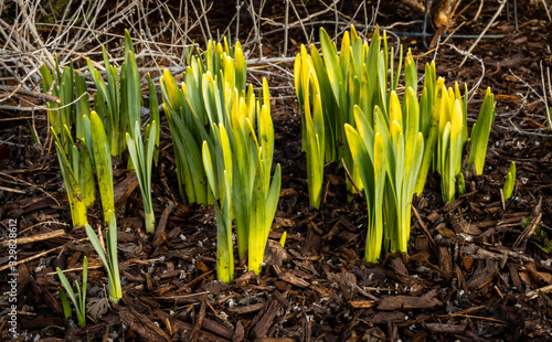 Spring Daffodil bulbs push through the wood mulch of the garden in Germantown  Wisconsin  USA