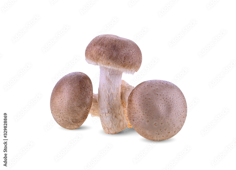 Fresh shiitake mushrooms isolated on a white background Fresh shiitake mushrooms isolated on a white background