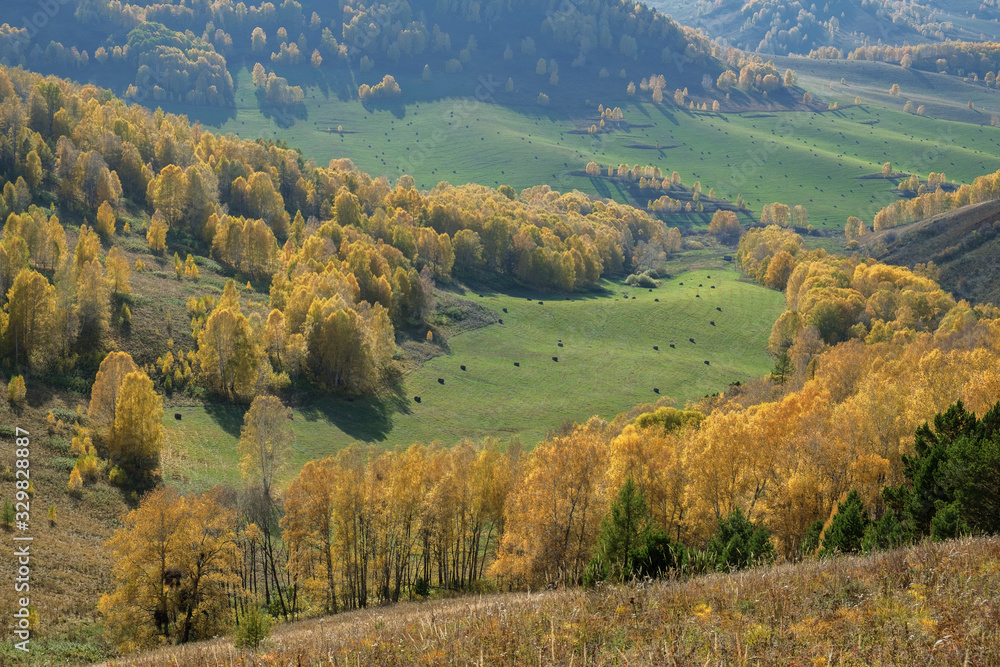 Hay rolls in the mountain meadows. Autumn forest in Altai. Sunny day.