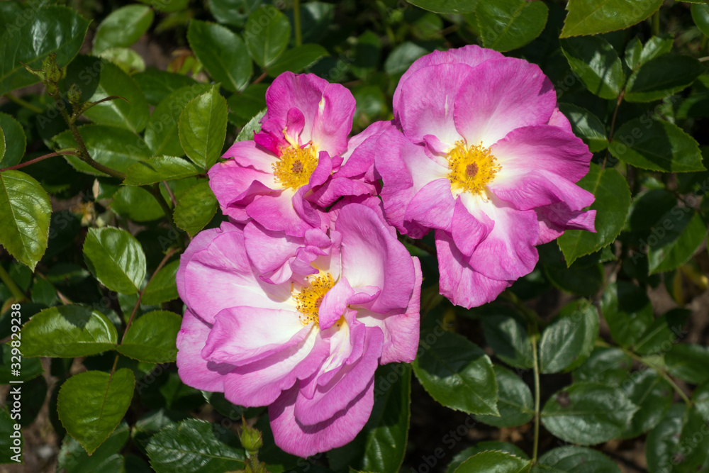 Cultivated Ornamental Dog Rose flowering in a garden in Kent Cultivated Ornamental Dog Rose flowering in a garden in Kent