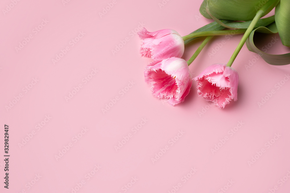 Fototapeta premium Colorful photo of fresh spring flower tulips over pink background. Happy Easter and Mothers Day card.