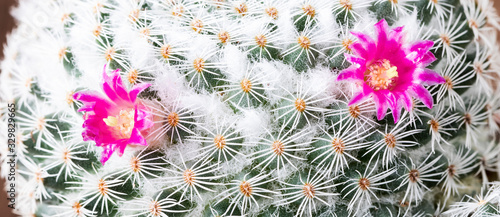 Close-up of the thorns and pink flowers of a Mammillaria hahniana.. photo
