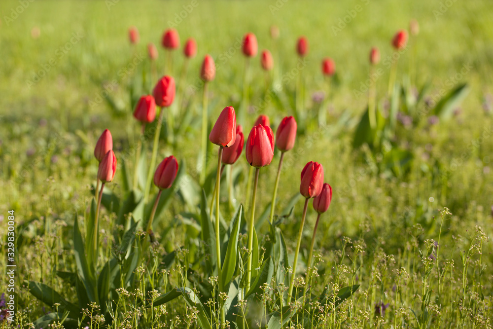 red tulips on a green lawn