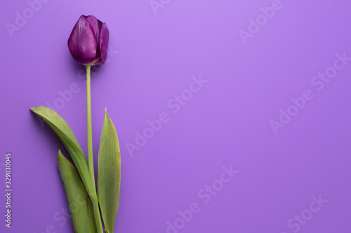 Colorful photo of fresh spring flower tulips over purple background. Happy Easter and Mothers Day card.