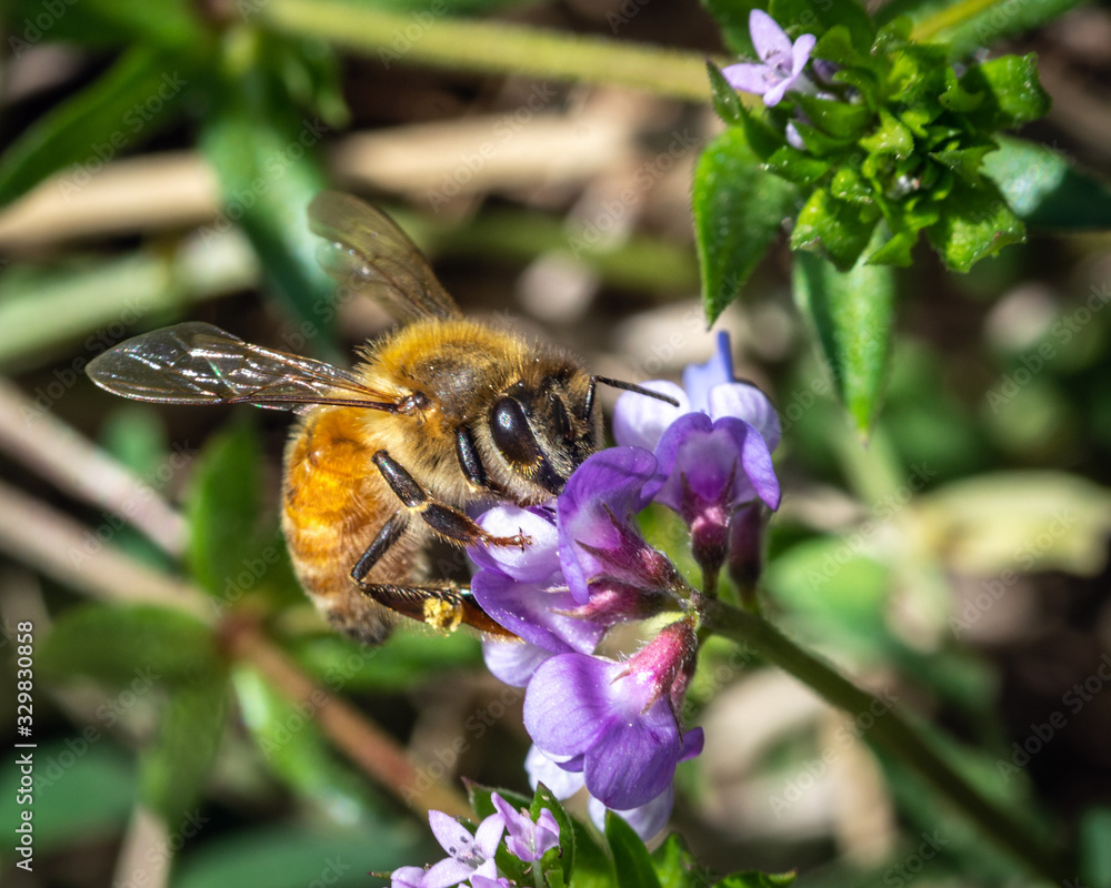 Western Honey Bee on Slender Vetch along the nature trail in Pearland! Western Honey Bee on Slender Vetch along the nature trail in Pearland!