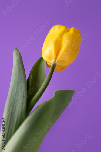 Colorful photo of fresh spring yellow flower tulips over purple background. Happy Easter and Mothers Day card.