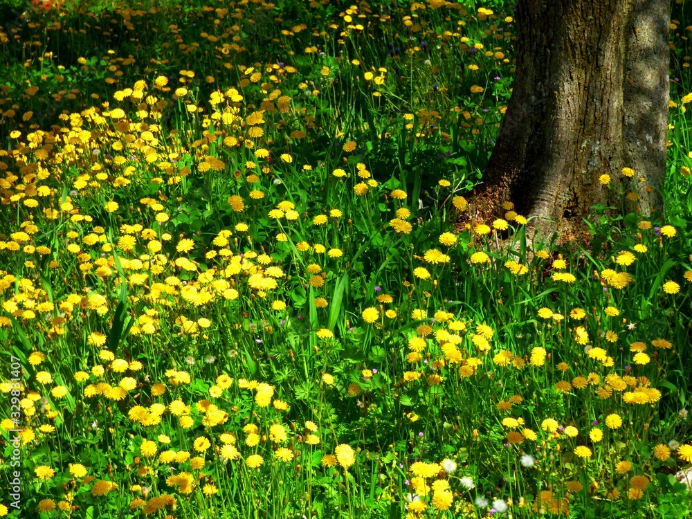 Obraz premium forest