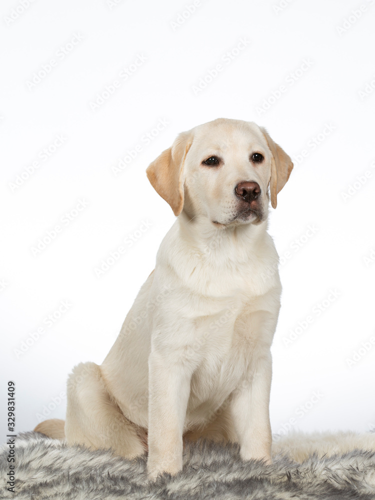 Cute Labrador puppy dog portrait. Image taken in a studio with white background.