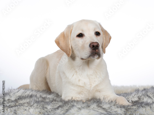 Cute Labrador puppy dog portrait. Image taken in a studio with white background.