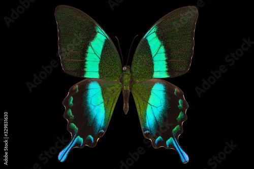 Photography Morpho butterfly isolated on a black background