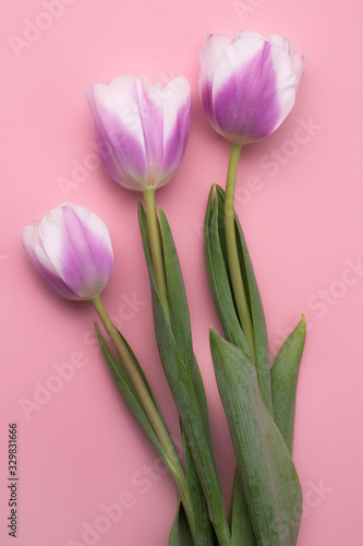 Colorful photo of fresh spring flower tulips over pink background. Happy Easter and Mothers Day card. © Screaghin