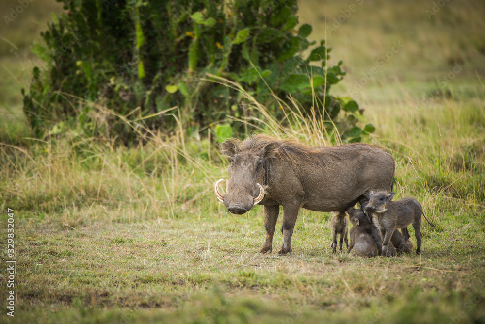 Warthog mum with babies Warthog mum with babies