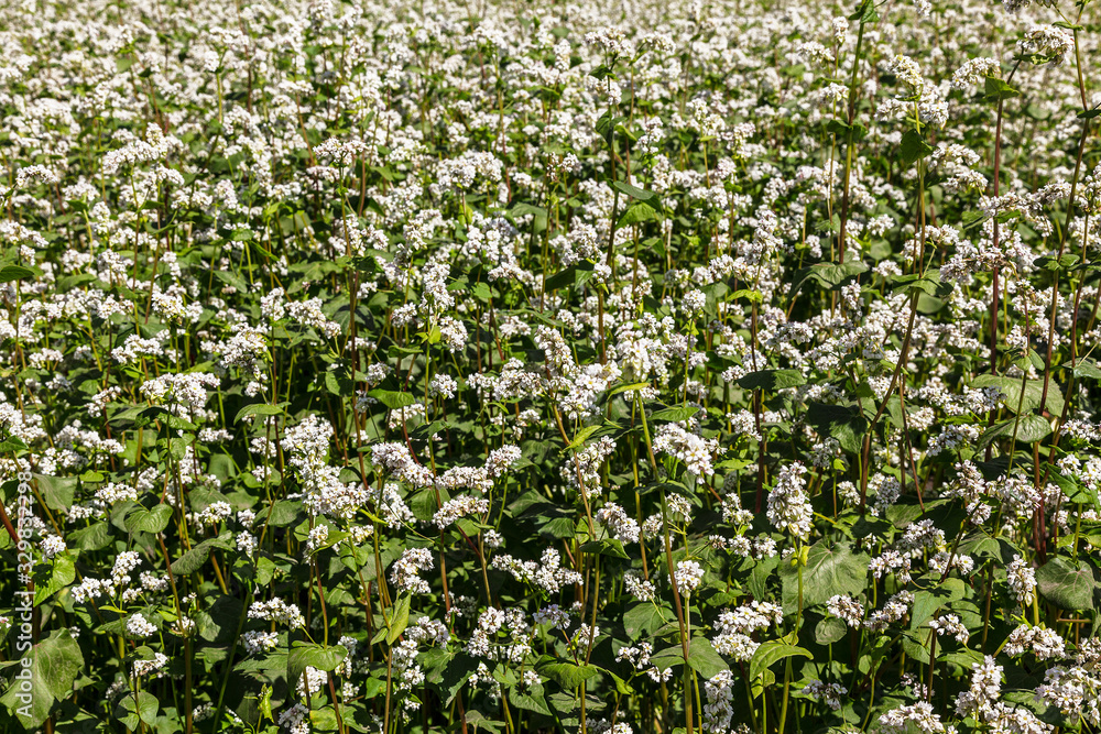 blossoming field of buckwheat blossoming field of buckwheat