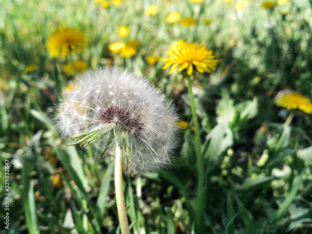 One white dandelion close-up on the background of other flowers One white dandelion close-up on the background of other flowers
