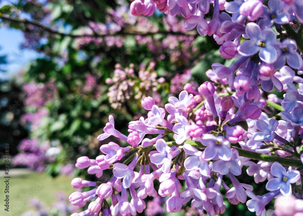 Fototapeta premium Close-up of a flowering branch of lilac