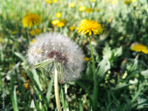 One white dandelion close-up on the background of other flowers