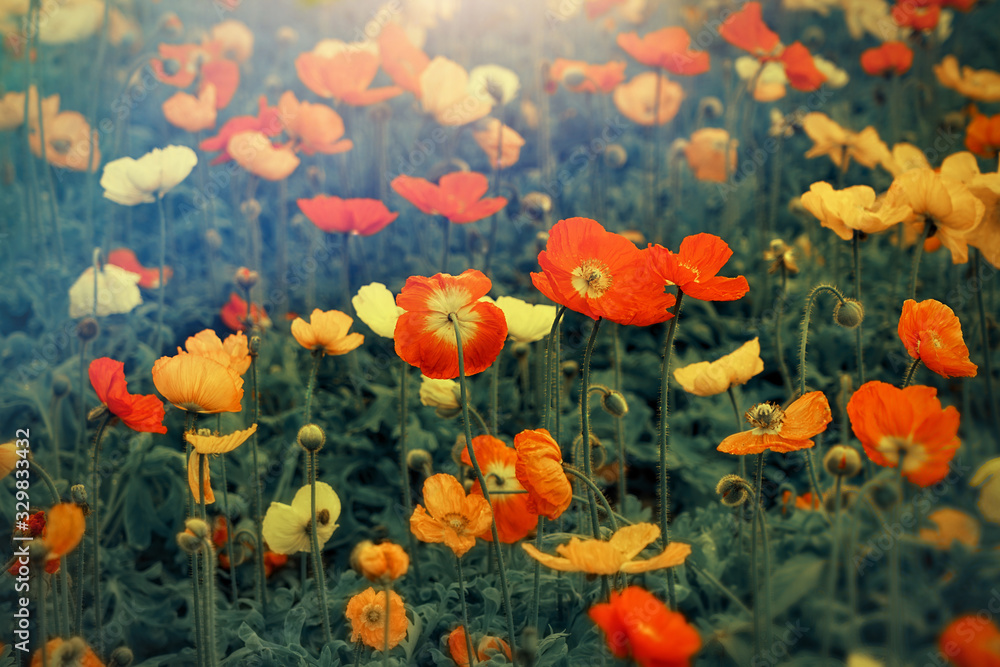 Obraz premium Colorful sunlit poppies field blooming 