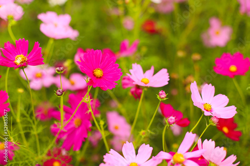 Colorful blooming cosmos flowers with selective focus