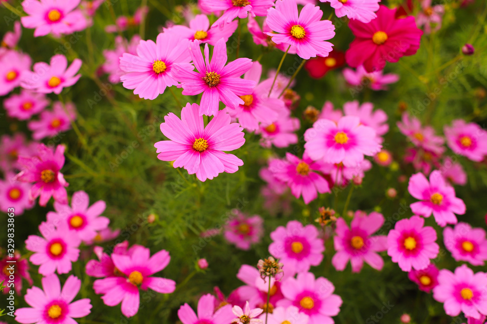 Cosmos flowers nature background