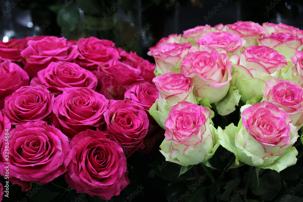 Obraz premium rose