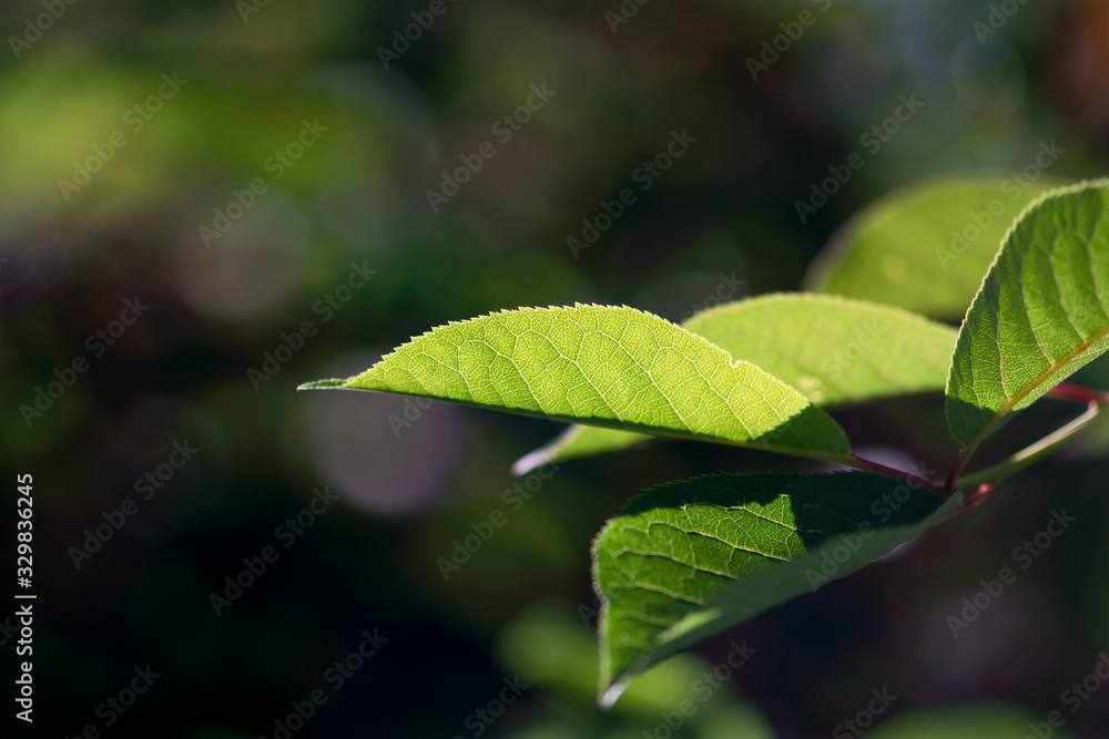 Glowing Bird Cherry Leaf Glowing Bird Cherry Leaf
