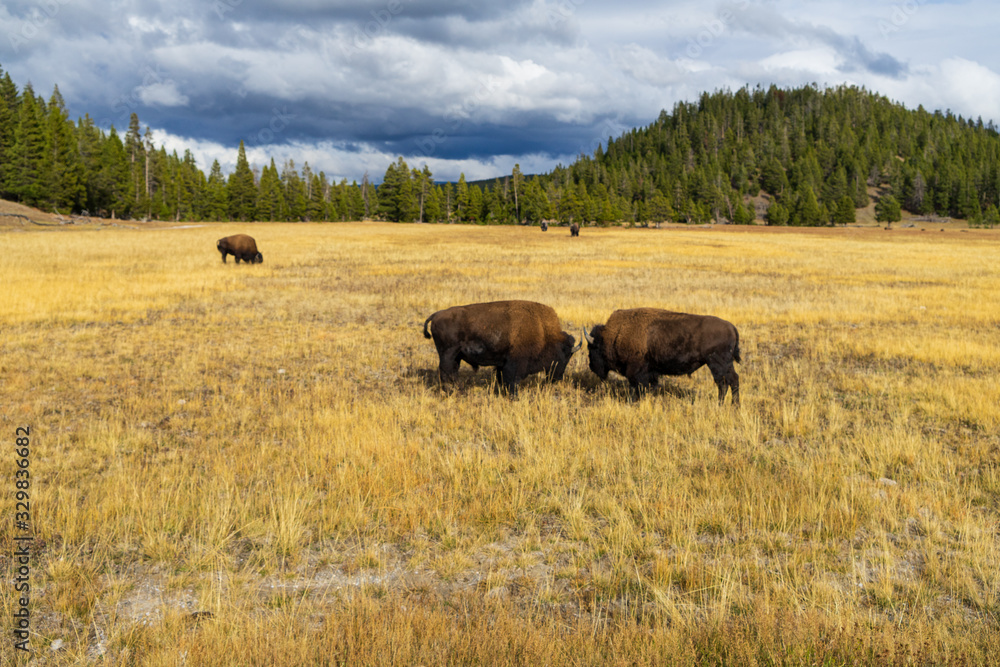 two bisons fighting at a meadow inside yellowstone NP two bisons fighting at a meadow inside yellowstone NP
