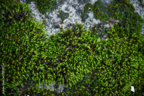 Moss green texture. Moss background. Green moss on grunge texture  background. Long web banner
