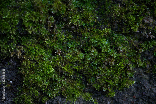 Moss green texture. Moss background. Green moss on grunge texture  background. Long web banner