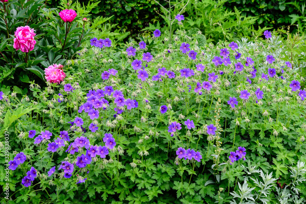 Many delicate light blue flowers of Geranium pratense wild plant, commonly known as  meadow crane's-bill or meadow geranium, in a garden in a sunny summer day, beautiful outdoor floral background