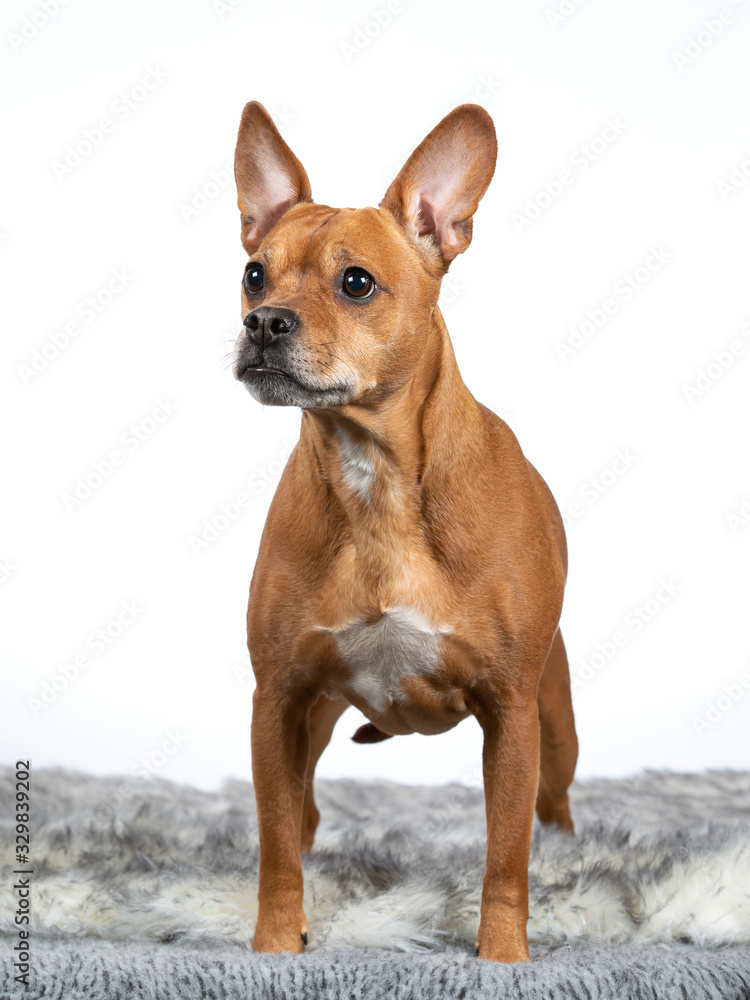 Brown dog portrait in a studio with white background.